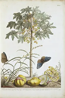 Carica: Carica papaya and Anagallis sp