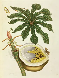 1726: Carica papaya, Papaya