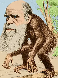 Darwinism: Caricature of Charles Darwin, 1871