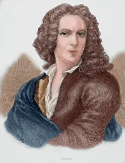 Botanist: Carl Linnaeus (1707-1778). Engraving. Colored