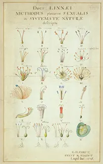 1736: Carl Linnaeus's Systema Naturae (1736)