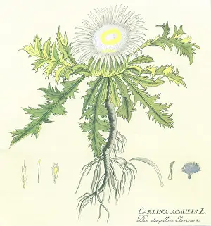 Carline: Carline Thistle