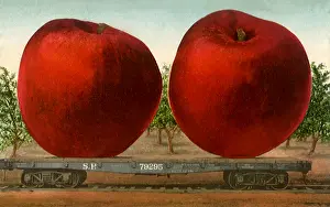 Ripe: Carload of Apples