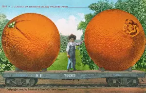 Navel: Carload of Mammoth Navel Oranges