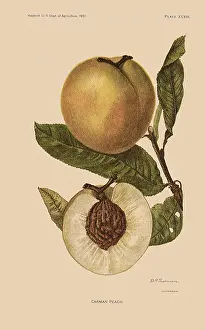 Peachs: Carman Peach