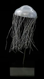Hydrozoa: Carmarina hastata, jellyfish