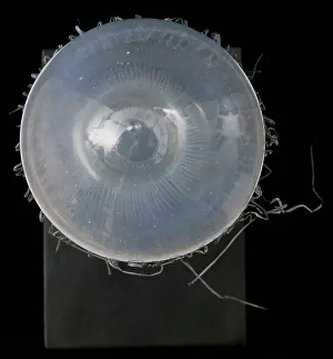 Medusozoa: Carmarina hastata, jellyfish