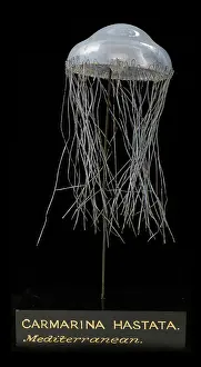 Hydrozoa: Carmarina hastata, jellyfish model