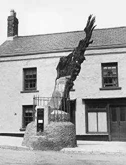 Carmarthen: CARMARTHEN ANCIENT OAK