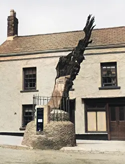 Carmarthen: CARMARTHEN ANCIENT OAK