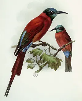 Gerrard: Carmine Bee-eaters, Merops nubicus
