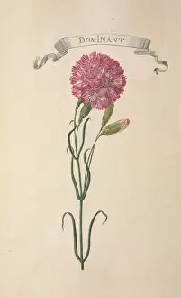 Dianthus: Carnation