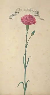 Dianthus: Carnation