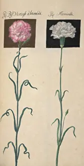 Dianthus: Carnation