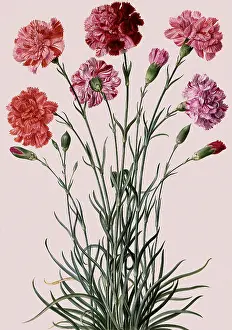 Carnations: Carnation Botanical