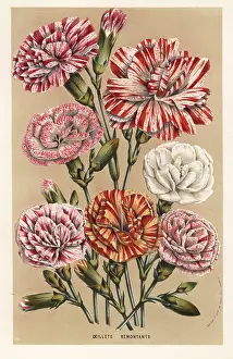 Clove: Carnation or clove pink cultivars, Dianthus caryophyllus