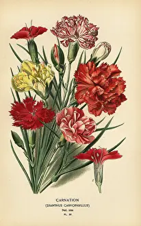 Dianthus: Carnation, Dianthus caryophyllus