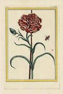Couleur: Carnation, Dianthus caryophyllus
