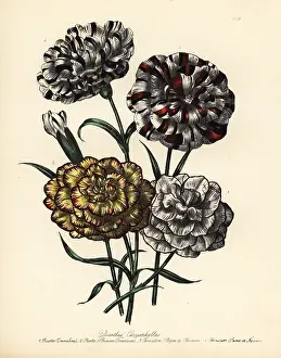 Caryophyllus: Carnation or Dianthus caryophyllus varieties