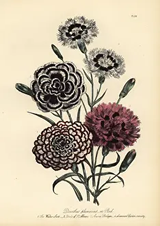 Handfinished: Carnation or Dianthus plumarius varieties