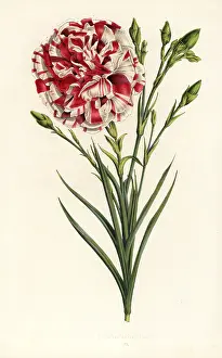 Caryophyllus: Carnation hybrid, Louis Napoleon, Dianthus caryophyllus