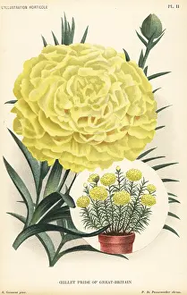 Lillustration: Carnation hybrid, Pride of Great Britain