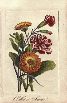 Caryophyllus: Carnation and marigold, Dianthus caryophyllus