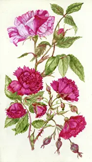 Carnation: Carnation Roses