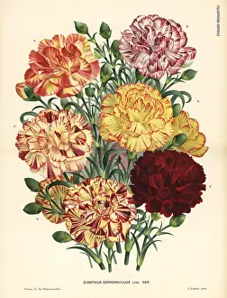Caryophyllus: Carnation varieties, Bizarre type, Dianthus caryophyllus