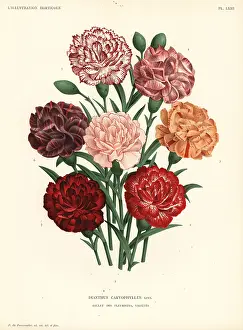 Caryophyllus: Carnation varieties, Dianthus caryophyllus