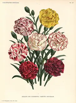 Bizzare: Carnation varieties, Dianthus caryophyllus