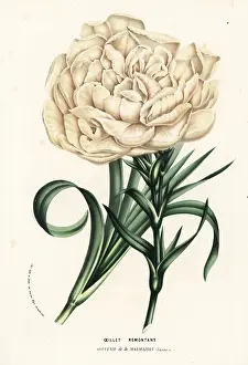 Dianthus: Carnation variety, Souvenir de la Malmaison