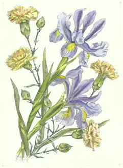 Carnations: Carnations and Dutch Irises