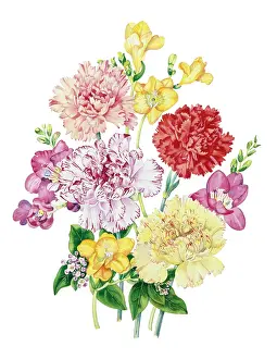 Carnations: Carnations and Freesias
