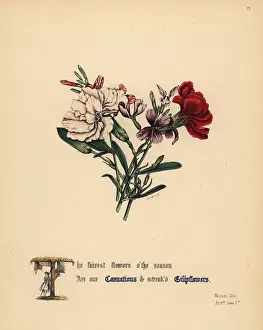 Gilly: Carnations and Gilly flowers (Winter's Tale)