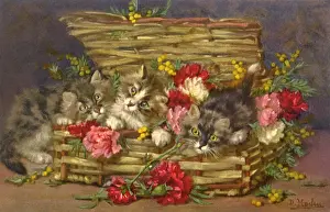 Carnations: Carnations and Kittens
