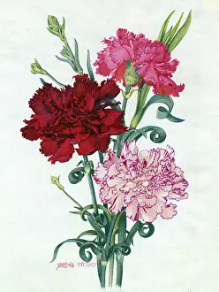 Carnations: Carnations - Royal Crimson, Royal Tapestry