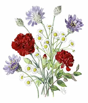 Carnations: Carnations, Scabious and Daisies
