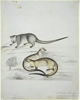 1800 1894: Carnivora (order), carnivore