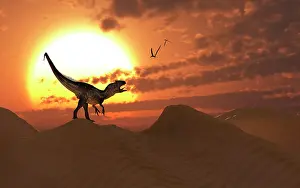 Atop: A carnivorous Allosaurus calling out across a desert ?