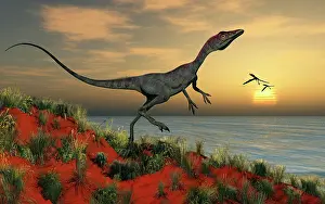 Outcrop: A carnivorous Compsognathus dinosaur