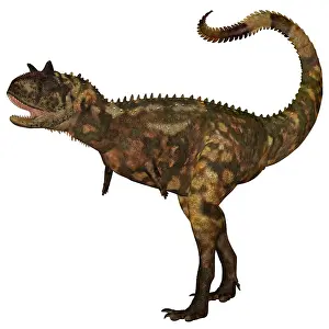 Carnotaurus: Carnotaurus dinosaur