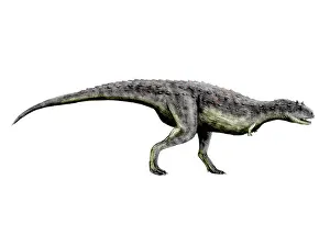 Ceratosaur: Carnotaurus dinosaur