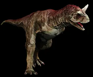 Ceratosaur: Carnotaurus dinosaur on black background