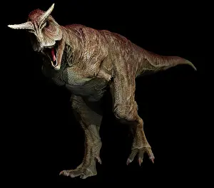 Ceratosaur: Carnotaurus dinosaur on black background