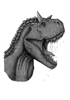 Ceratosaur: Carnotaurus dinosaur portrait on white background