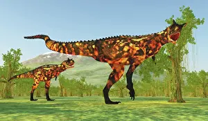 Ceratosaur: Carnotaurus dinosaurs in South America during