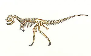 Carnotaurus: Carnotaurus skeleton