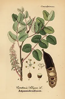 Carob: Carob tree, Ceratonia siliqua