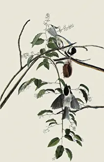 Carolinensis: Carolina Chickadee, Parus carolinensis